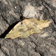 Pseudopanthera himaleyica