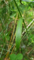 Campanula rapunculus