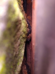 Pipistrellus pygmaeus