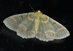 Iotaphora iridicolor