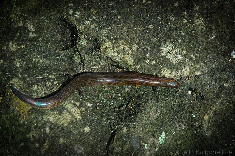Johanna's Skink