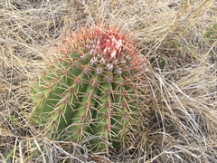 Melocactus intortus