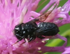 Megachile inermis