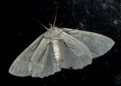 Iotaphora iridicolor