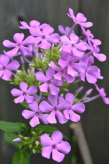 Phlox glaberrima