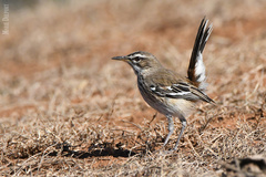 White-Browed Scrub Robin photo 4