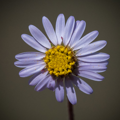 Afroaster erucifolius
