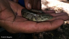 Abronia montecristoi