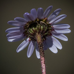 Afroaster erucifolius