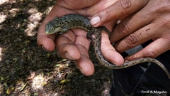 Abronia montecristoi