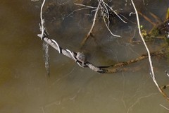 Sternotherus minor