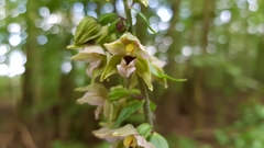 Epipactis helleborine