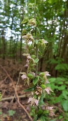 Epipactis helleborine