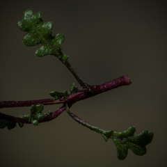 Afroaster erucifolius