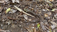 Abronia montecristoi