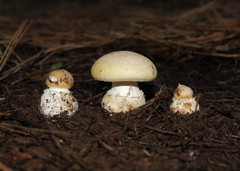 Amanita toxica