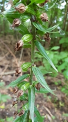 Epipactis helleborine
