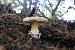 Amanita toxica