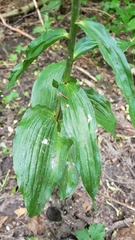 Epipactis helleborine