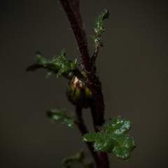 Afroaster erucifolius