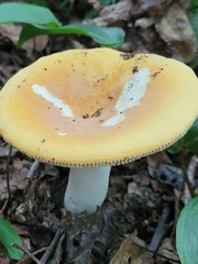 Russula ochroleucoides