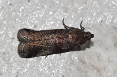 Acrobasis suavella