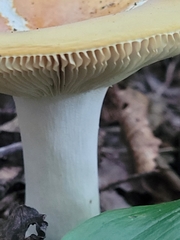 Russula ochroleucoides