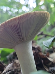 Russula ochroleucoides