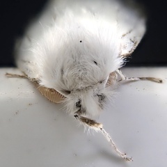 Euproctis chrysorrhoea