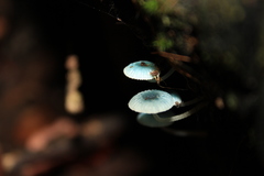 Mycena cyanocephala