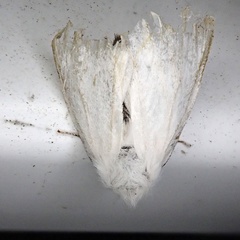 Euproctis chrysorrhoea