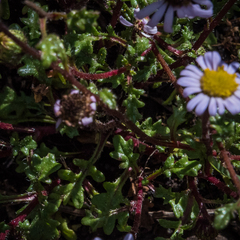 Afroaster erucifolius