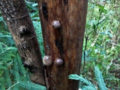 Daldinia concentrica