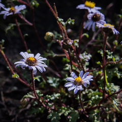 Afroaster erucifolius