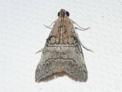 Pococera maritimalis