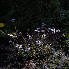 Afroaster erucifolius