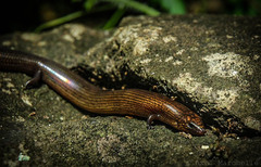 Johanna's Skink photo 3