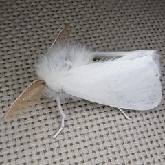 Euproctis chrysorrhoea