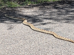 Pituophis catenifer