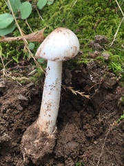 Amanita vaginata alba