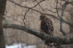 Buteo jamaicensis × lineatus
