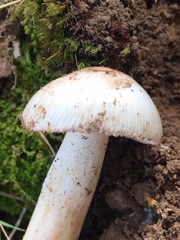 Amanita vaginata alba
