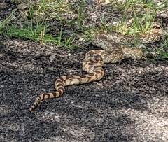 Pituophis catenifer
