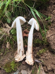 Amanita vaginata alba