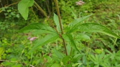 Eupatorium cannabinum