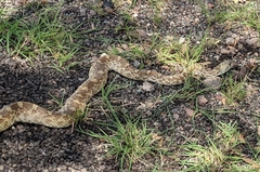 Pituophis catenifer