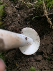 Amanita vaginata alba