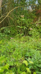 Eupatorium cannabinum