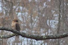 Buteo jamaicensis × lineatus