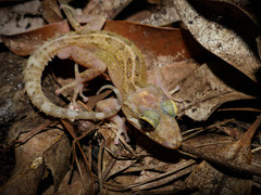 Mayotte Ground Gecko photo 4